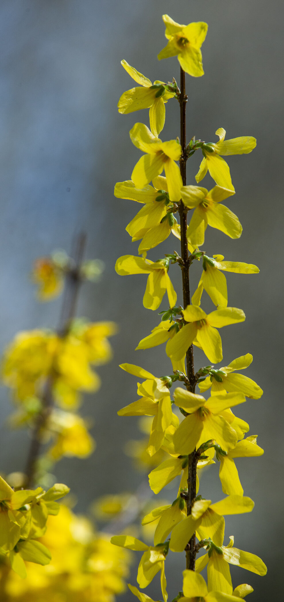 Spring Flowers